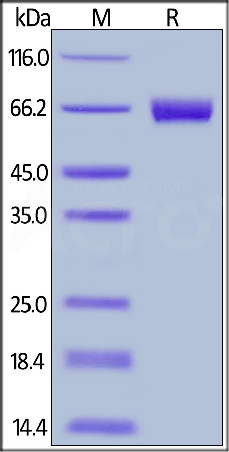 Mesothelin SDS-PAGE