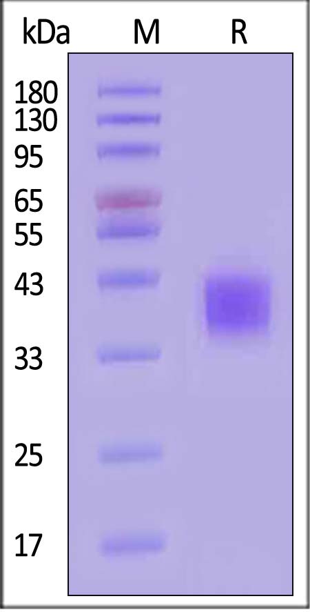 Mesothelin SDS-PAGE