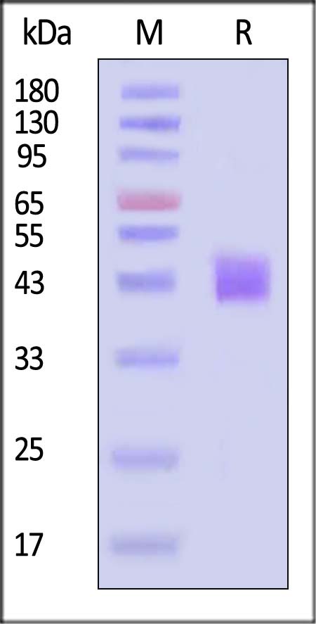 Mesothelin SDS-PAGE