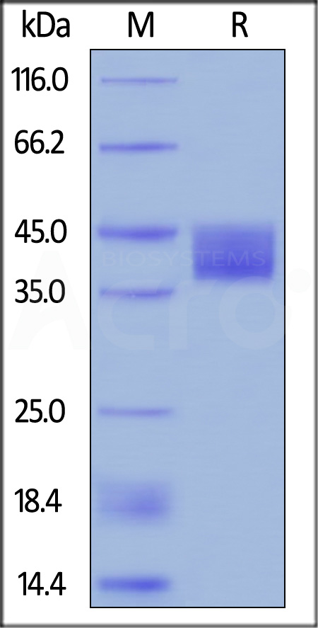 Mesothelin SDS-PAGE