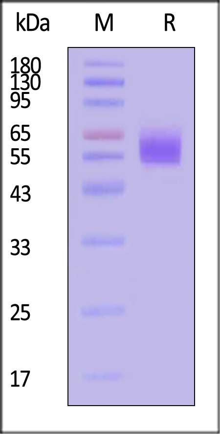 Mesothelin SDS-PAGE