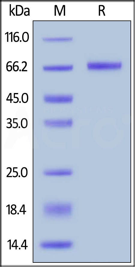 MSN-HG2P4-sds