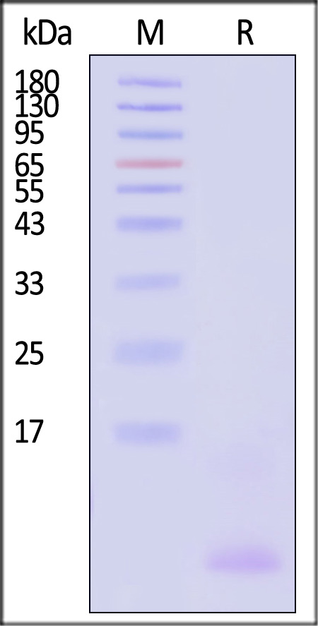 Cynomolgus Mucin-1, His Tag (Cat. No. MU1-C52H5) SDS-PAGE gel