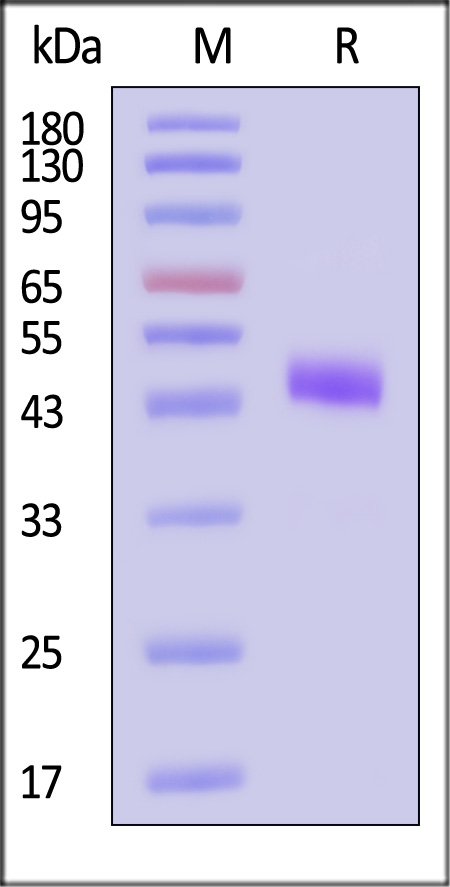 Human Mucin-1 (1098-1158), Mouse IgG2a Fc Tag (Cat. No. MU1-H5259) SDS-PAGE gel