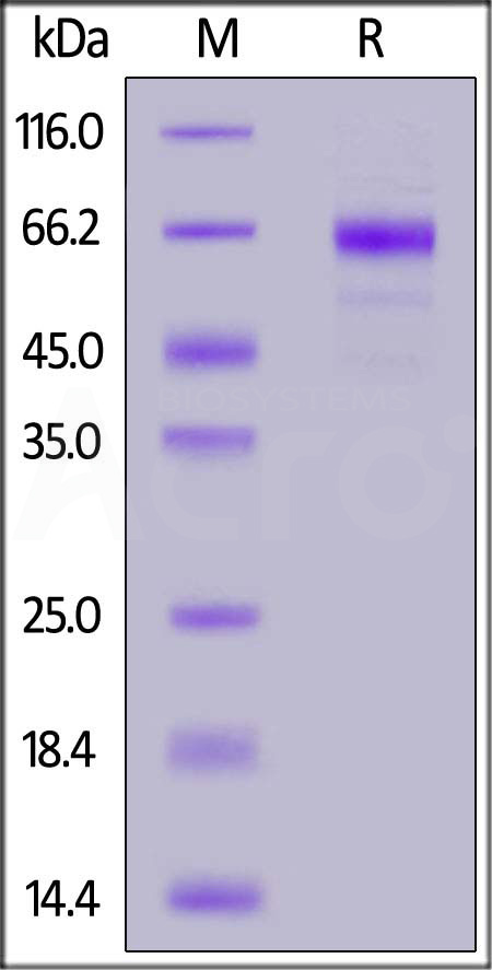 NC1-C5255-sds