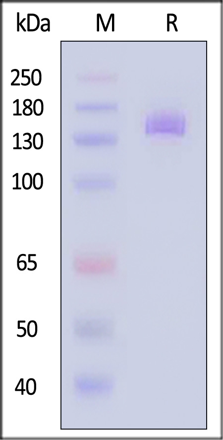 NC1-H5254-sds