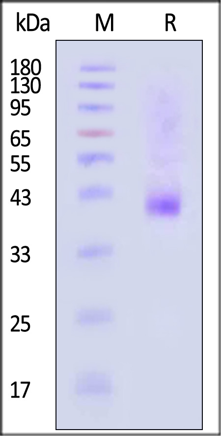 NC1-H5258-sds