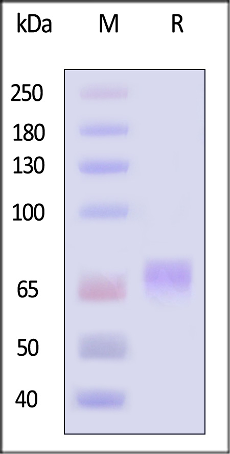 NKp46 SDS-PAGE