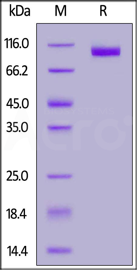 NCAM-1 SDS-PAGE