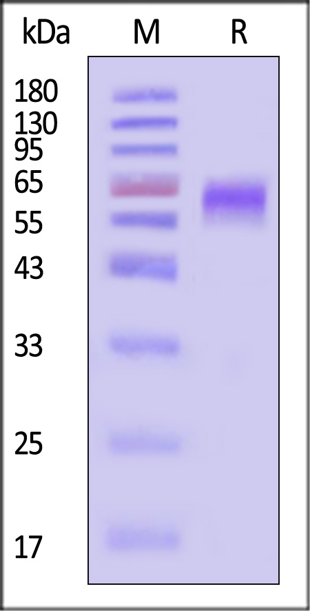 NKp44 SDS-PAGE