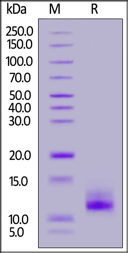 ND1-H5282-sds