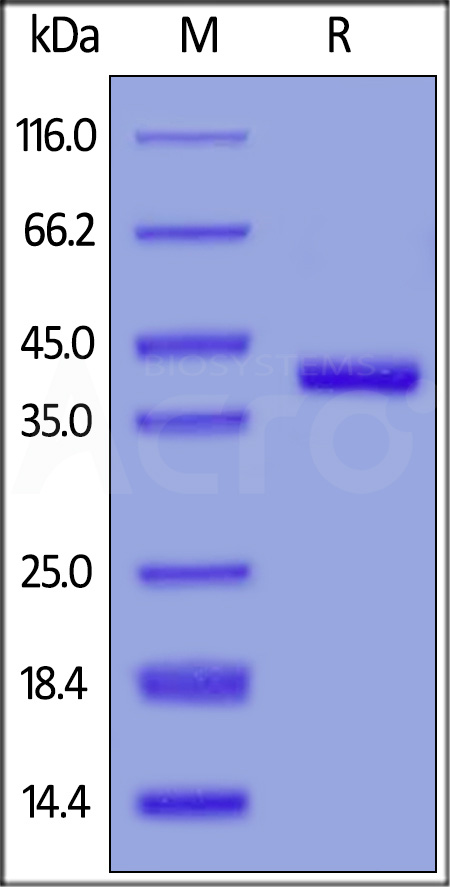 NE4-H52H3-sds