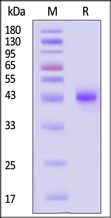 Nectin-4 SDS-PAGE