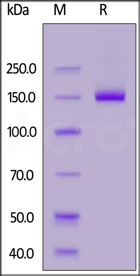 Netrin receptor DCC SDS-PAGE