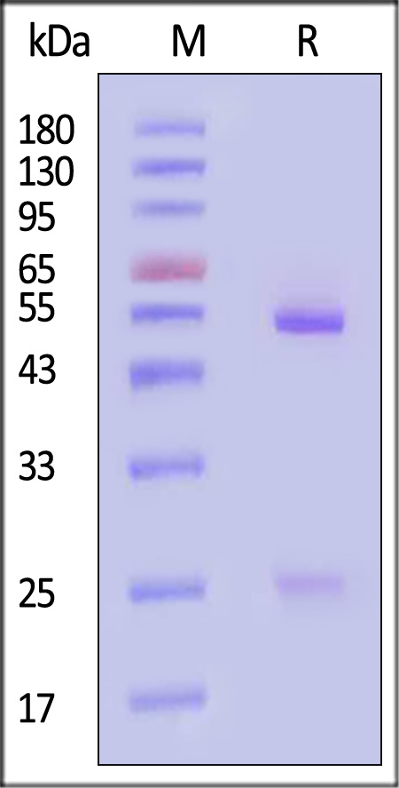 Neuraminidase (NA) SDS-PAGE