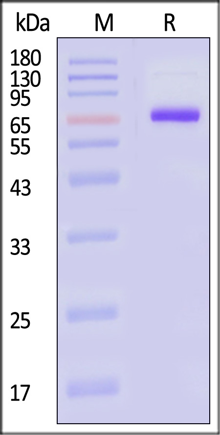 NEE-V5247-sds