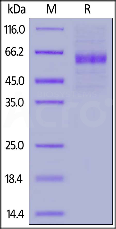 NK1-H5252-sds