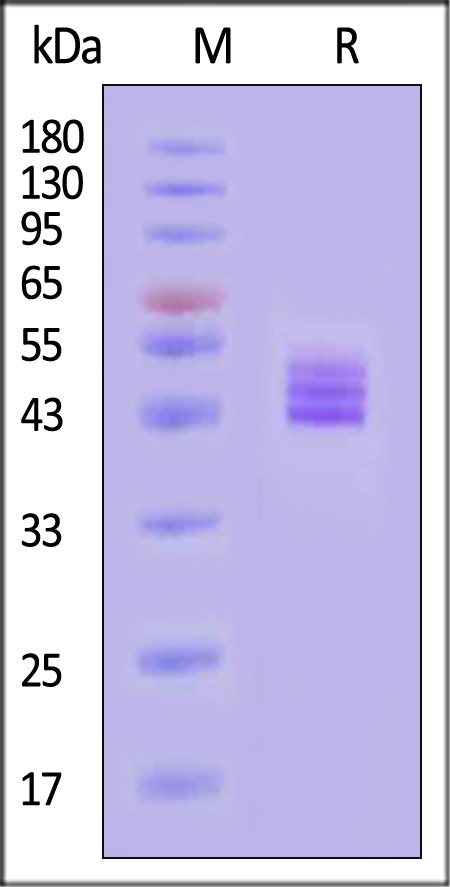 NK2-H82E3-sds