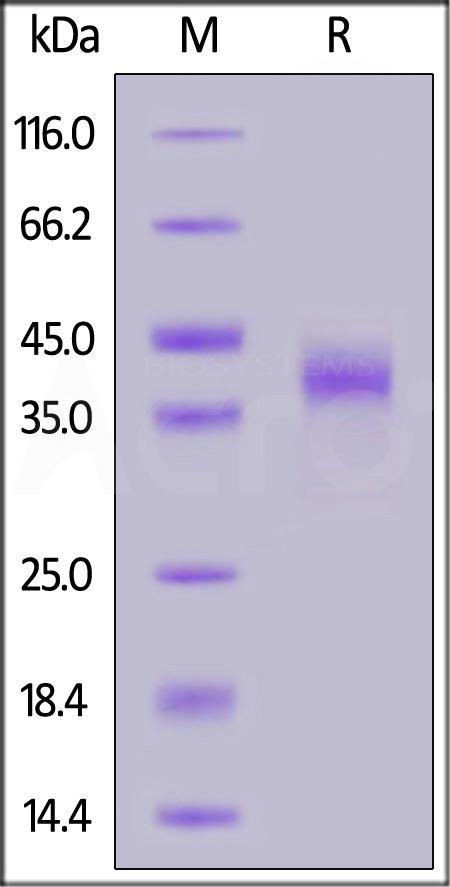 NK6-H82E2-sds