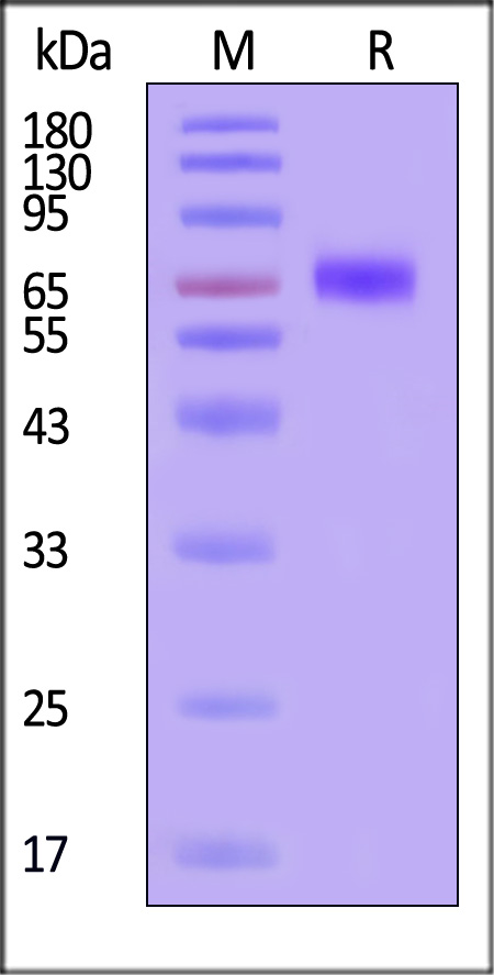 NP1-C52H3-sds