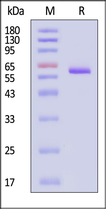 NP1-V5243-sds