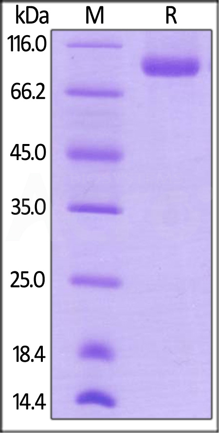 NR1-H82E3-sds