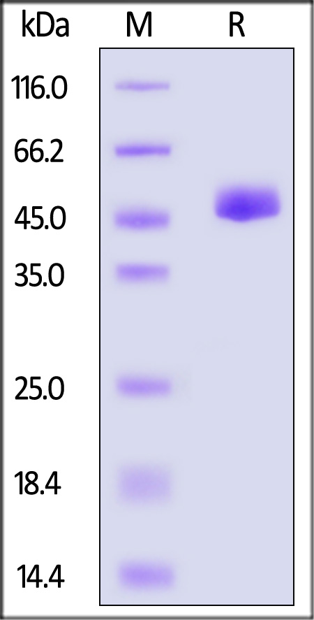 NS1 SDS-PAGE