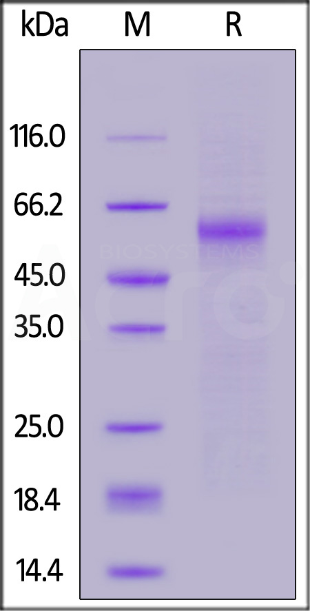 NUN-C52Ha-sds