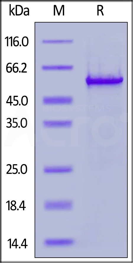 Nucleocapsid protein SDS-PAGE