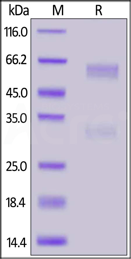 Nucleocapsid protein SDS-PAGE