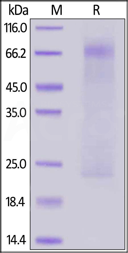 Nucleocapsid protein SDS-PAGE