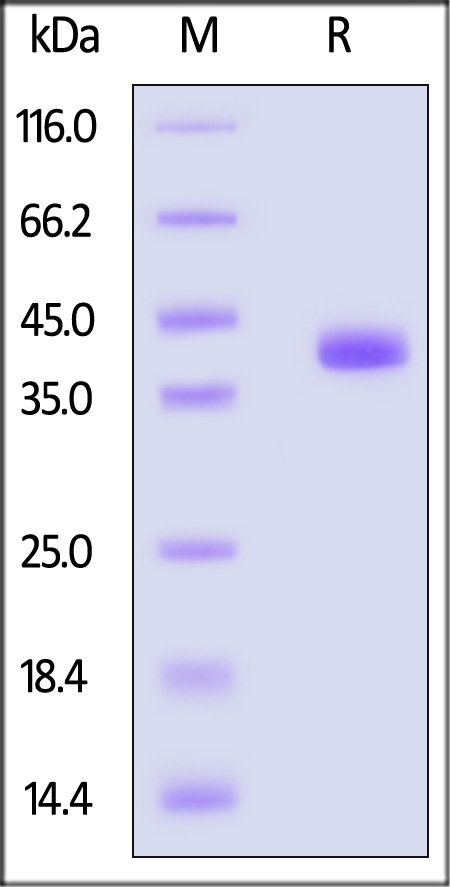 OL3-H52H4-sds