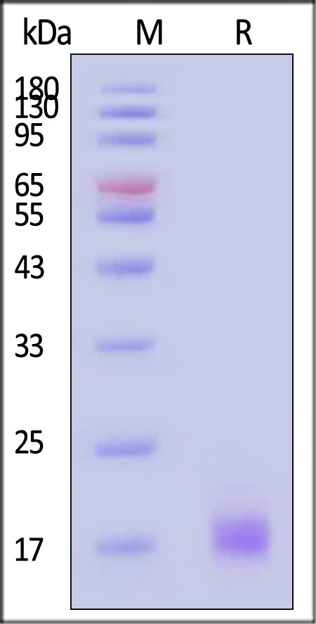 OR8-C52H1-sds