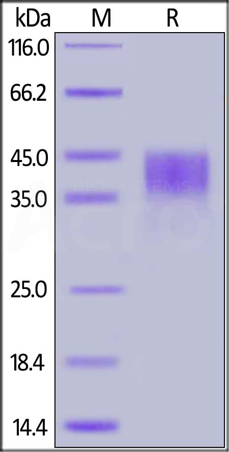 OX2-H5228-sds