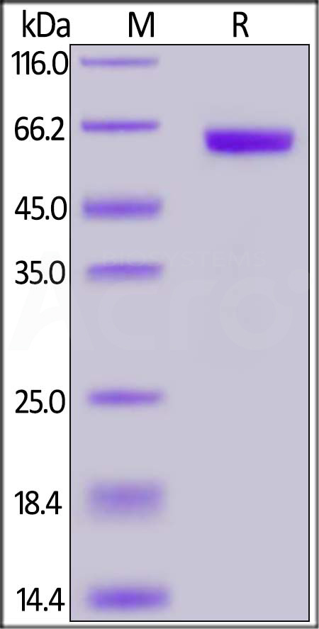 CD200 SDS-PAGE