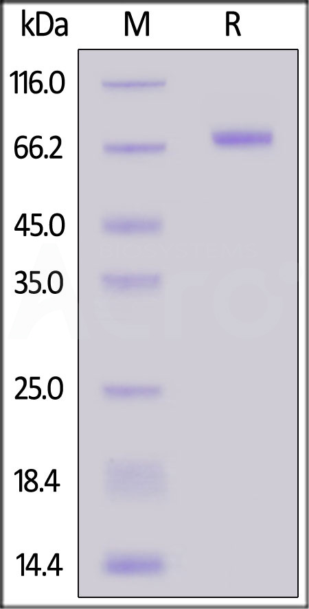 Biotinylated Mouse CD200, Fc,Avitag (Cat. No. OX2-M82F3) SDS-PAGE gel