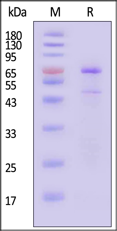 PA1-H5543-sds