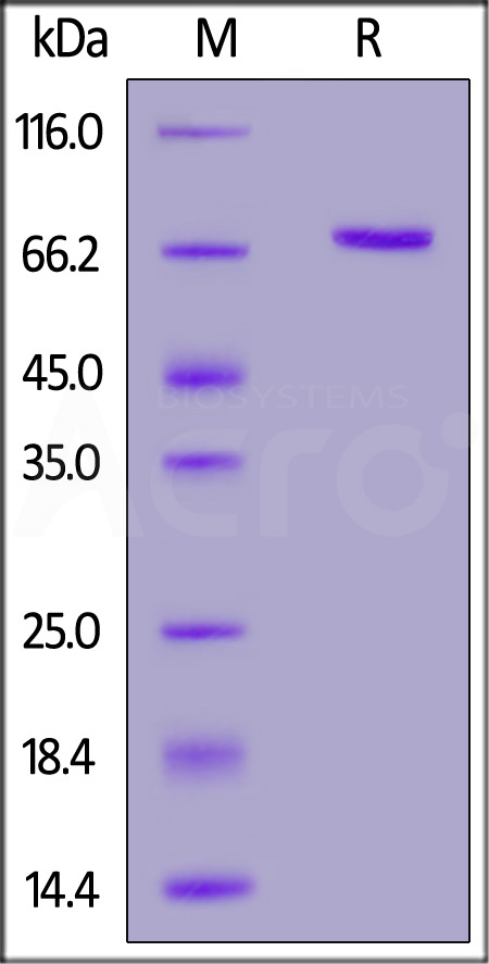 Mouse PADI2, His Tag (Cat. No. PA2-M5544) SDS-PAGE gel