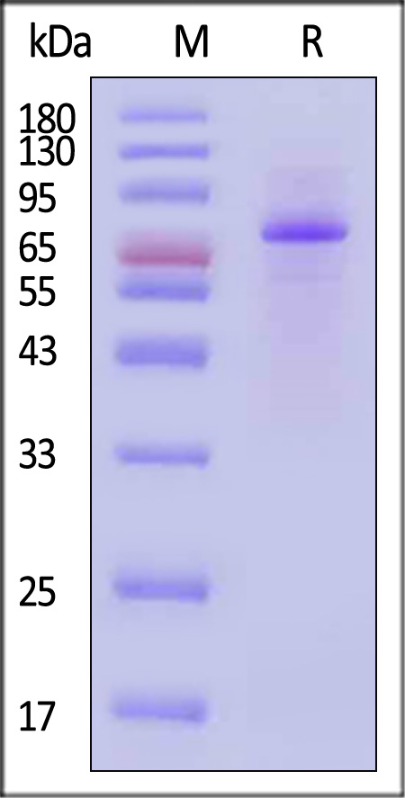 PADI4 SDS-PAGE