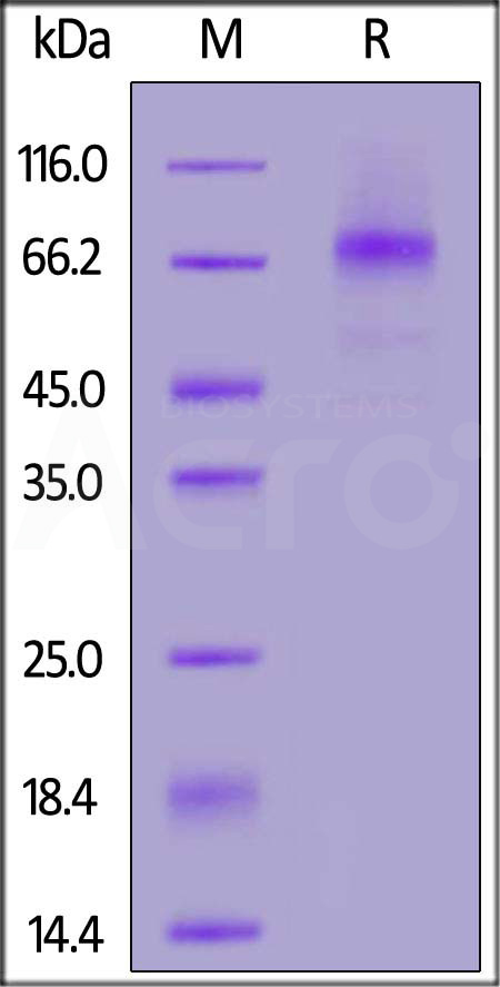 PD1-C52H3-sds