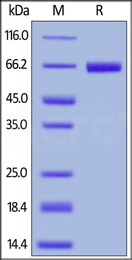 PD1-H5258-sds