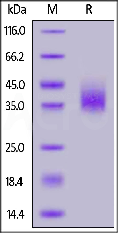 PD-L1 SDS-PAGE