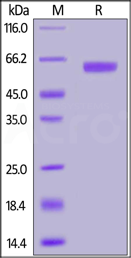 PD1-H52A3-sds