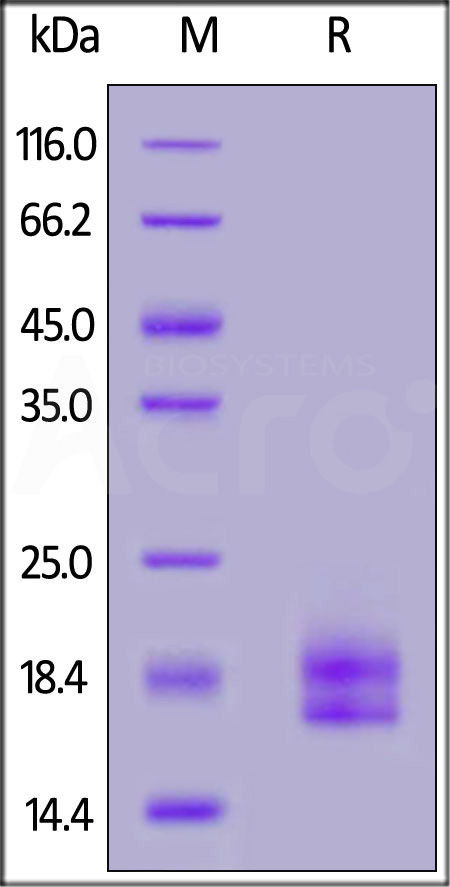 PD1-H52H3-sds