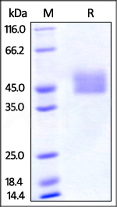 PD-L1 SDS-PAGE