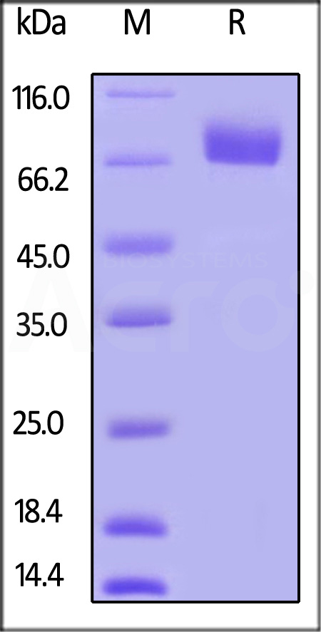 PD-L2 SDS-PAGE