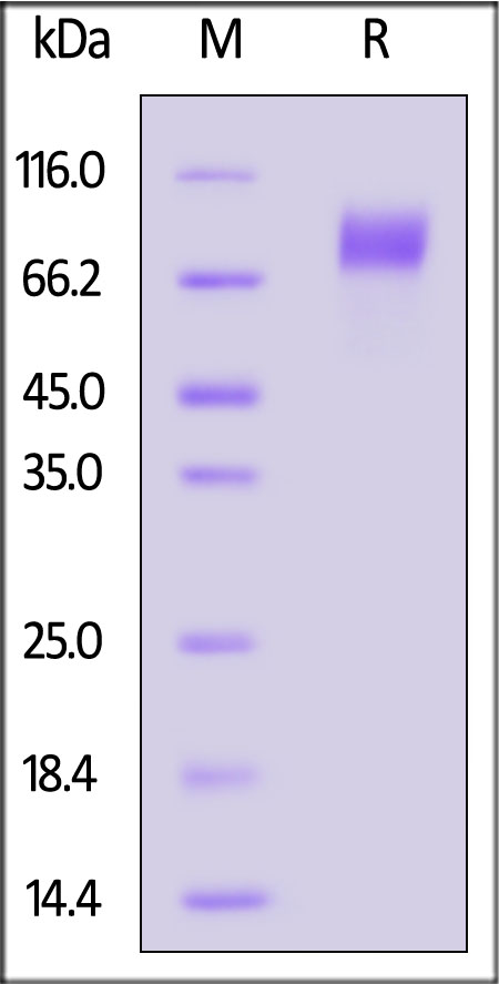 PDGF R beta SDS-PAGE