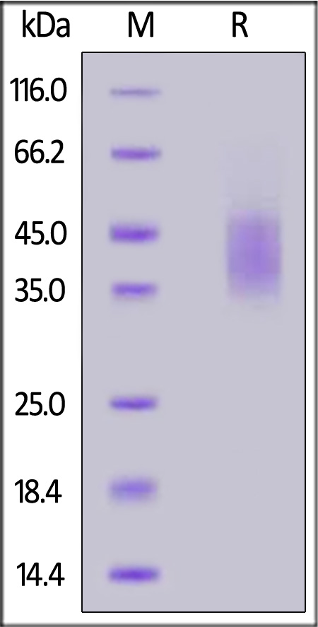 PDL-C52H4-sds