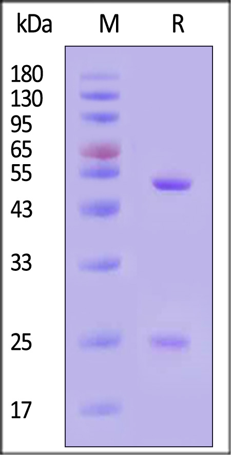 PEG-M687-sds