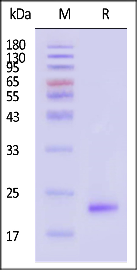 PLN-H5244-sds